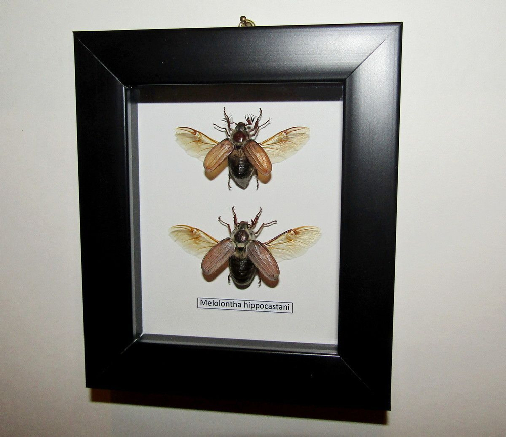 Майский жук, пара