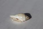 Ракушка Стромбус гиббосус (Gibberulus gibbosus)