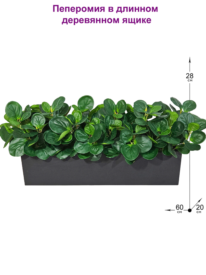 Пеперомия зеленая 60см в длинном деревянном ящике