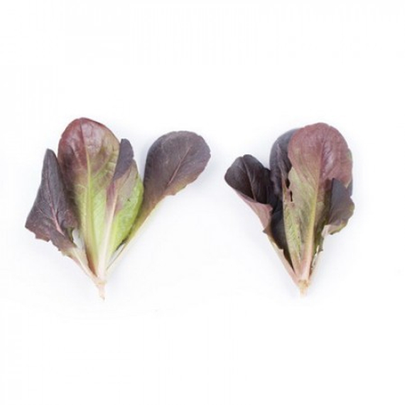 Бойд семена салата ромэн (Rijk Zwaan / Райк Цваан) продукт – фото 4