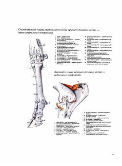 Атлас анатомии домашних животных. Том 3. Конечности | П. Попеско