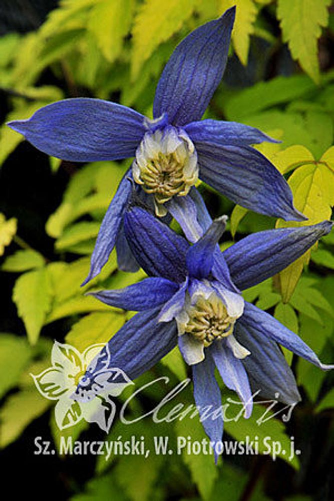 Клематис альпийский Стольвик Голд Закупка М33 апрель 2026 Клематис альпийский Стольвик Голд Закупка М33 апрель 2026