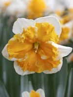 Нарцисс Разрезнокорончатый Лав Колл