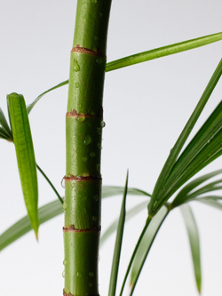 Восстанавливающая сыворотка с пантенолом и бамбуком Purito Mighty Bamboo Panthenol Serum 30 мл.