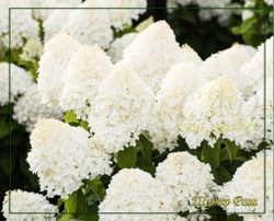 Гортензия метельчатая Шугар Раш- Сладкое стремление (Hydrangea paniculata `Sugar Rush`)