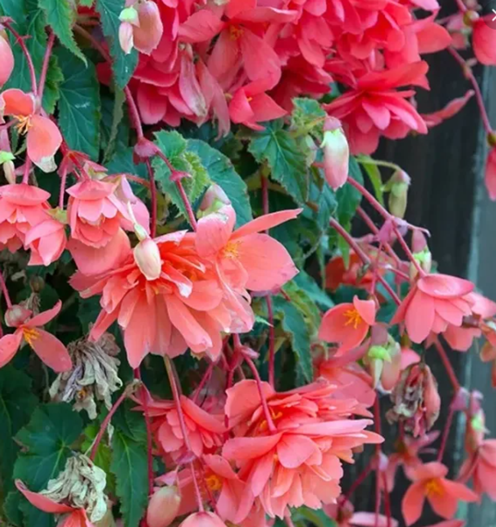 Бегония клубневая Пендула Пинк март-апрель 26