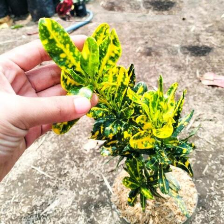 Кротон YELLOW CABE
