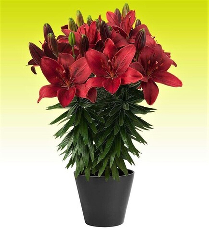 Лилия Тренди Гавана азиатская низкорослая