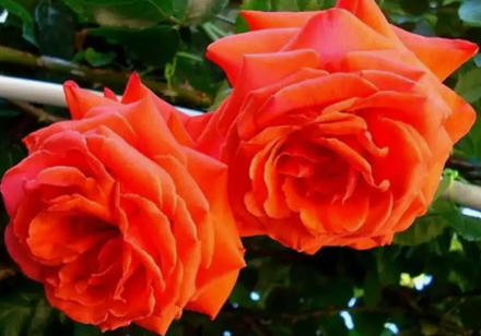 Роза плетистая Салита ОКС конец апреля -май 2026