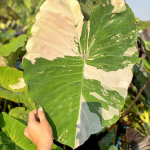 Колоказия PINK STAR