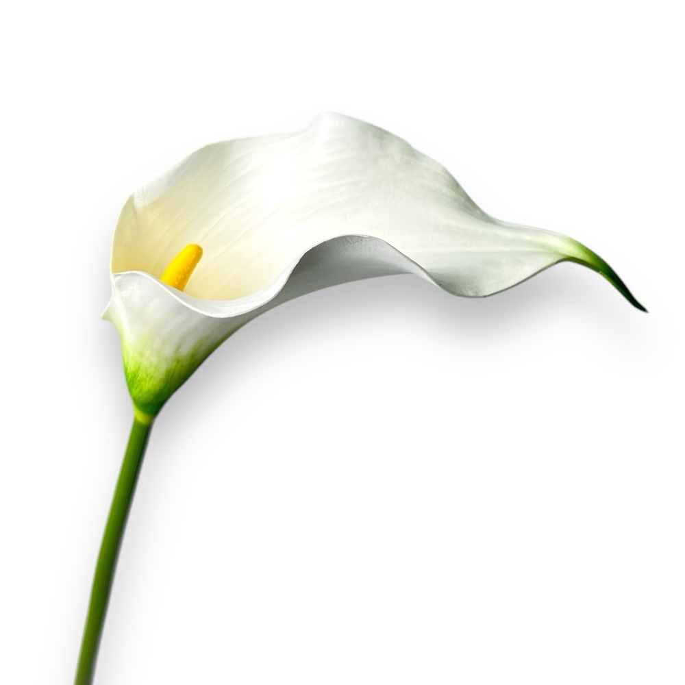 Калла белая