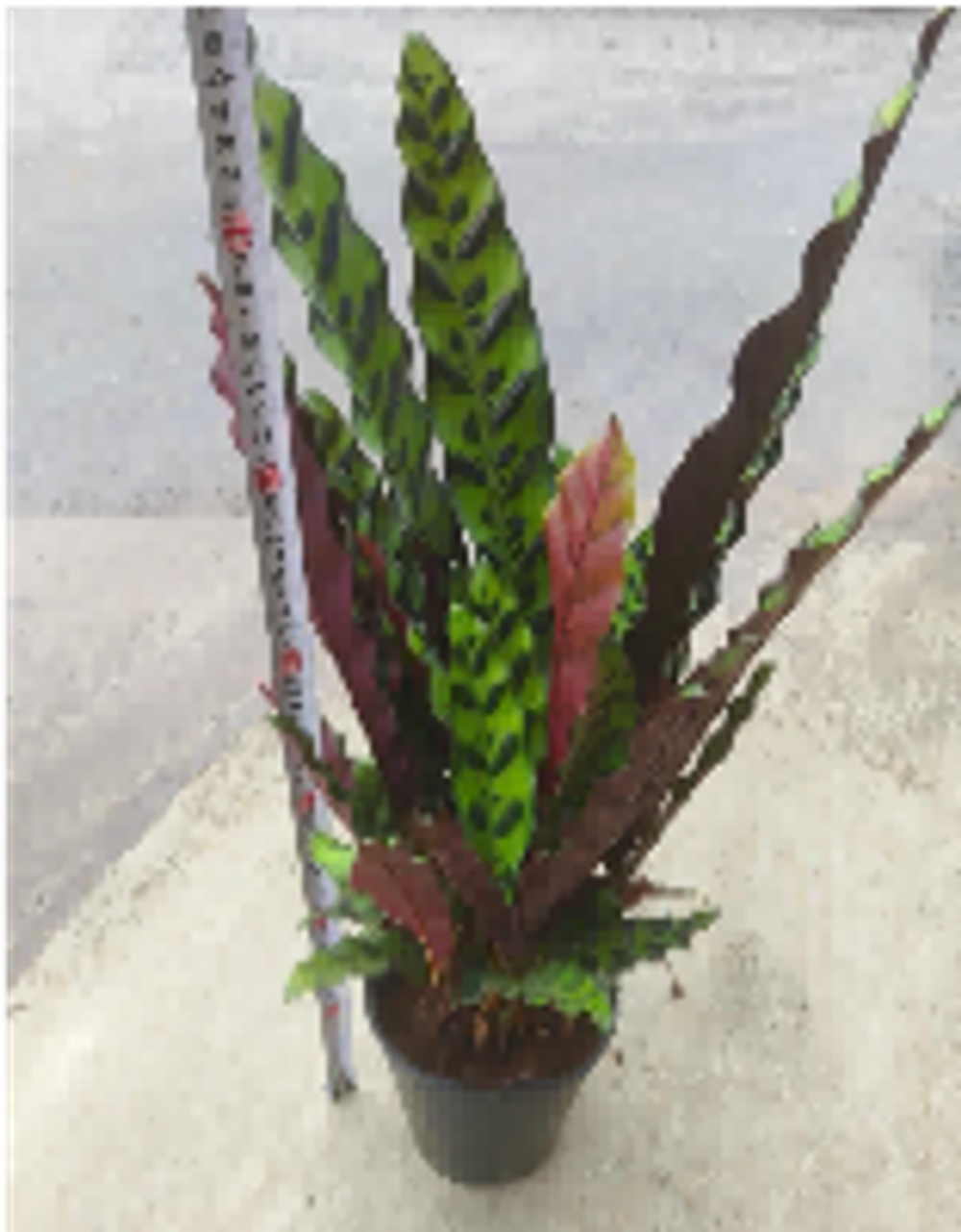 Калатея Leopard Pattern д.17