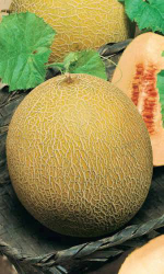 Медовый спас семена дыни (ПОИСК)