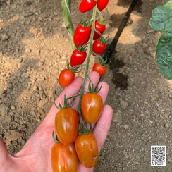 Конфетто F1 семена томата индетерминантного (Rijk Zwaan / Райк Цваан)