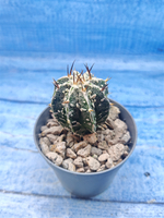 Astrophytum Myriostigma Fukuryu (Астрофитум)