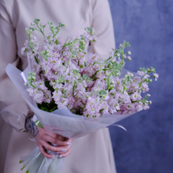 Букет из розовой маттиолы #497