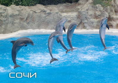 Часы настенные "Дельфинарий Ривьера" Декор для дома, подарок