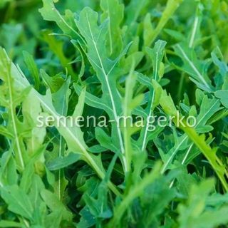 Двурядник тонколистный Стрелы Купидона 25 (грамм)