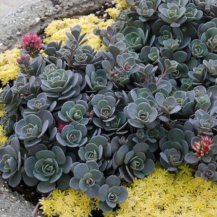 Очиток Sunsparkler Blue Elf