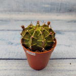 Gymnocalycium Friedrichii (Гимнокалициум)