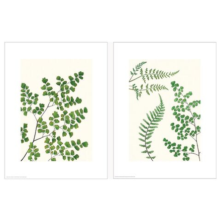 IKEA BILD  (ИКЕА БИЛД)  -  Плакат, папоротники, 30x40 см