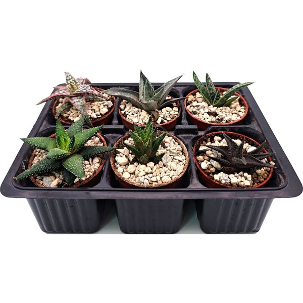 Набор суккулентов D5 №93644