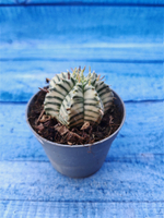 Euphorbia meloformis f. Variegated (Эуфорбия вариегатная)
