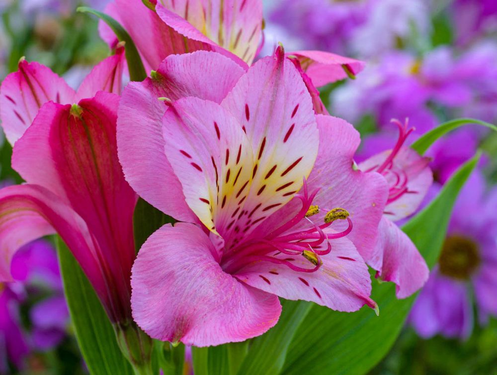 Альстромерии