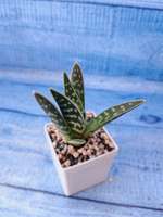 Aloe Variagata