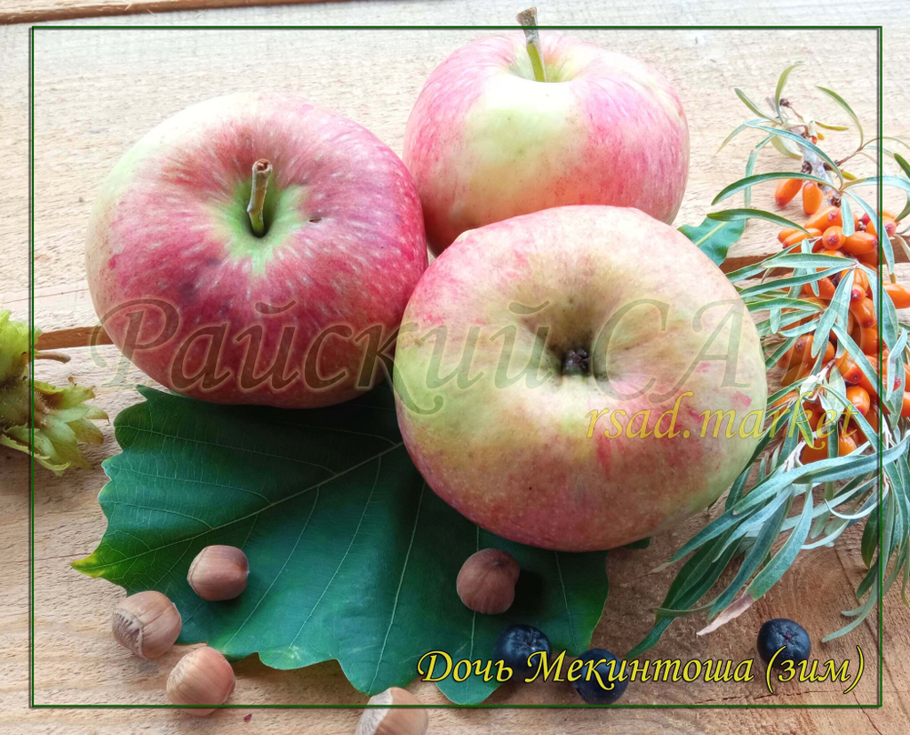 Яблоня Дочь Мекинтоша