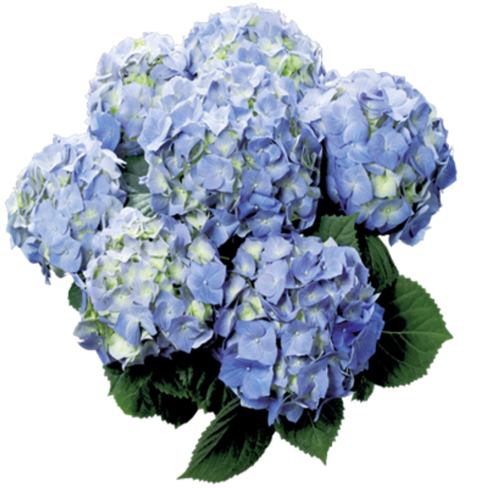 "Бела блю" ("Bela blue") крупнолистная гортензия