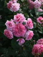 Роза шраб Заида