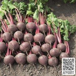 Боро F1 семена свеклы (Bejo / Бейо)