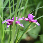 Ирис злаковидный. Iris graminea.