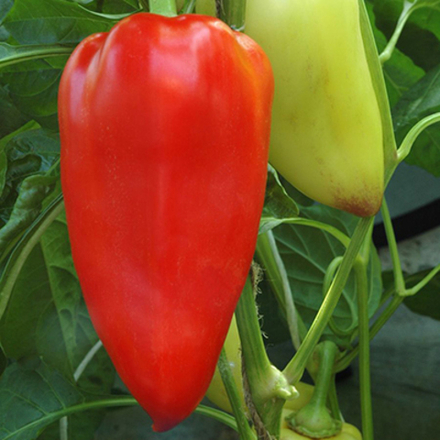 Перец Болгарец