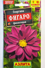 Георгина Фигаро махровая фиолетовая СМЦ-721