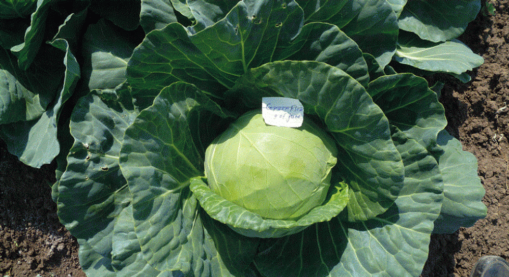 Грин Флэш F1 семена капусты белокочанной (Seminis / Семинис)