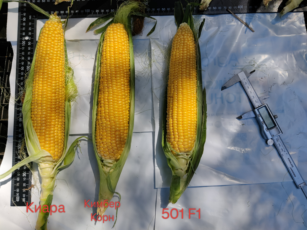 Кимбер Корн F1 семена кукурузы ( Yuksel Tohum / )