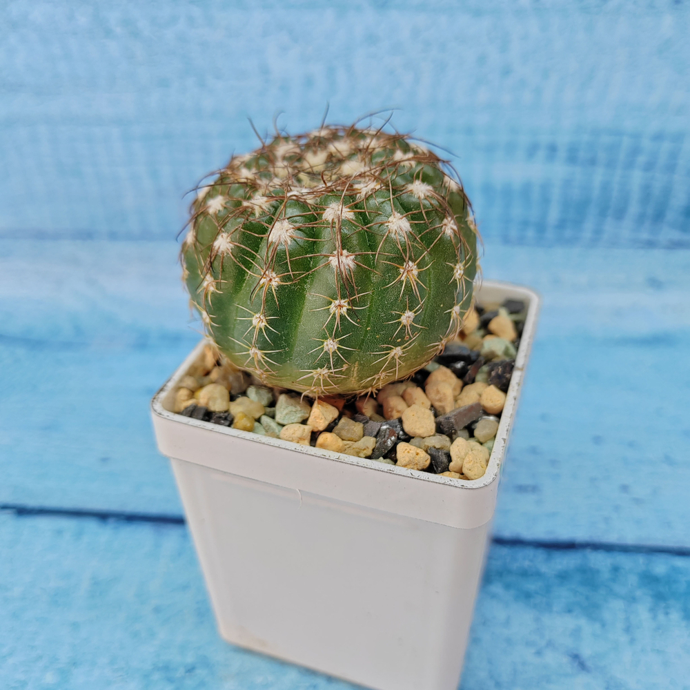 Notocactus Uebelmannianus (Нотокактус)