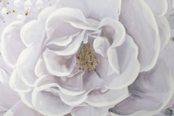 Картина 80х80см Tomas Stern 81001