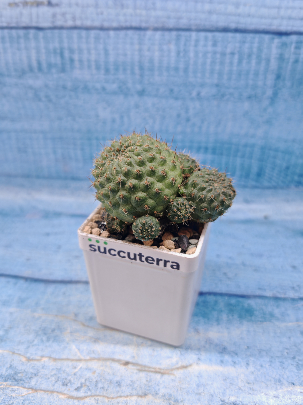 Rebutia Nitida (Ребуция)