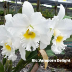Орхидея ринхолелиокаттлея RLC. VARAPORN DELIGHT