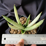 Сансевиерия BONCEL ANGEL