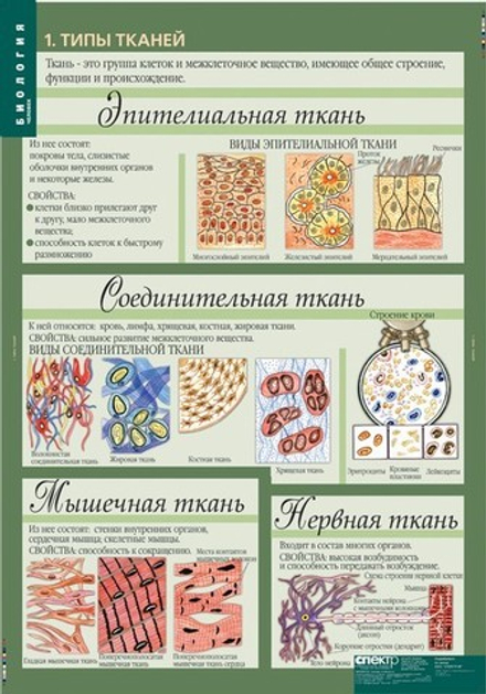 Учебный альбом Биология. 8-9 кл. Человек. (12 листов)