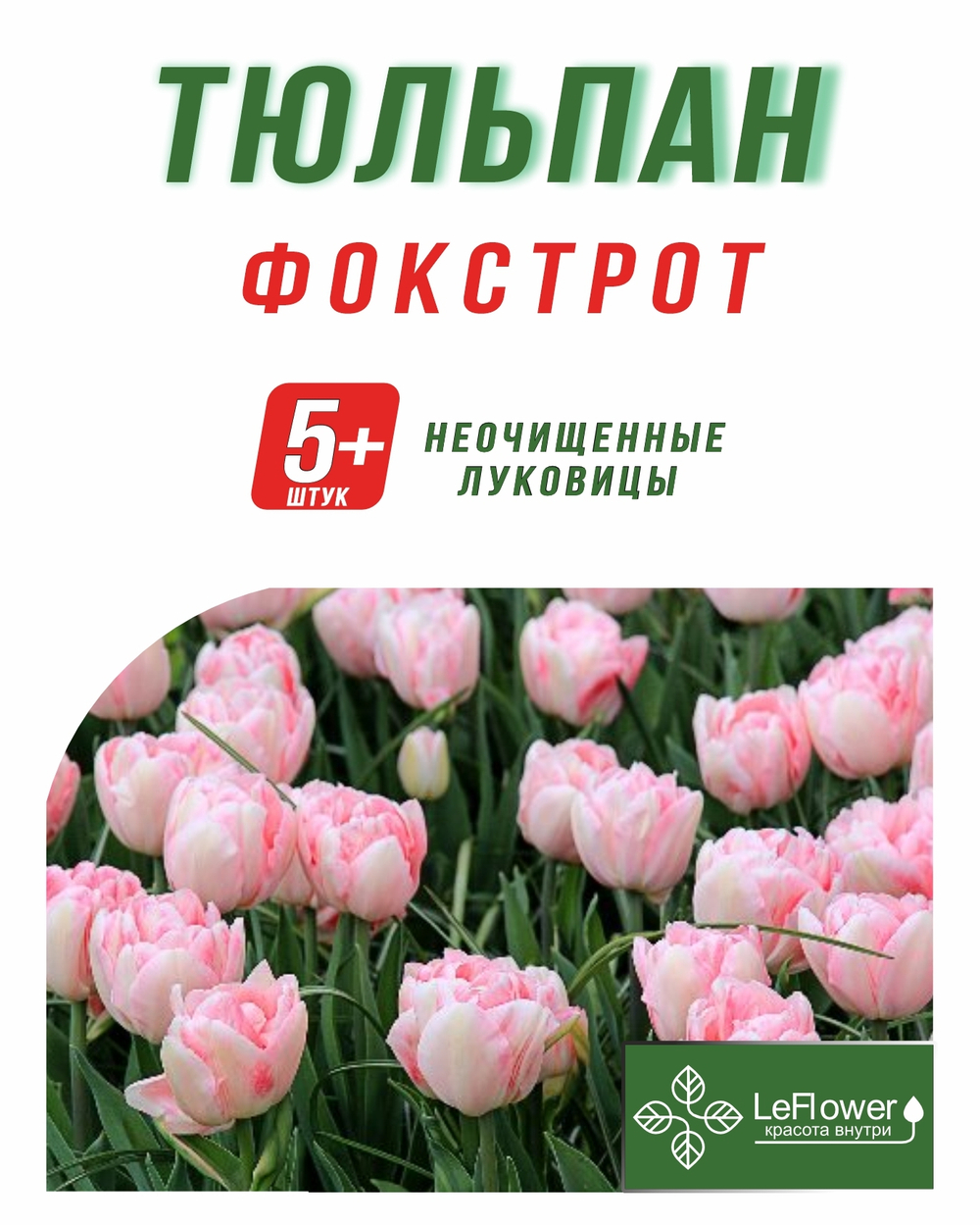 Тюльпан Луковица, Фокстрот, 5+ шт