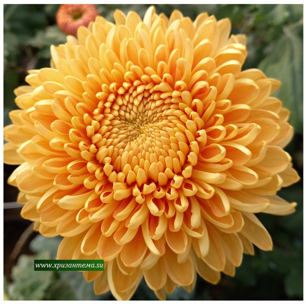 Хризантема крупноцветковая Barbara Dakin /ан 8 /поставка май 2026г/