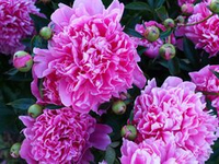 Пион Эдулис Суперба ЗКС контейнер 7-10 литров, высажен с 3-5 почками