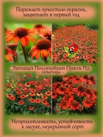 Эхинацея Поллинейшен Оранж Ред многолетняя