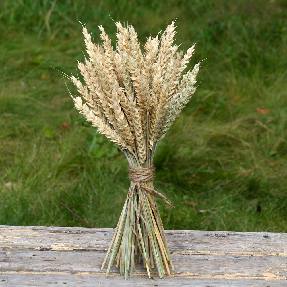 Букет сухоцветов Пшеницы 40х18 см