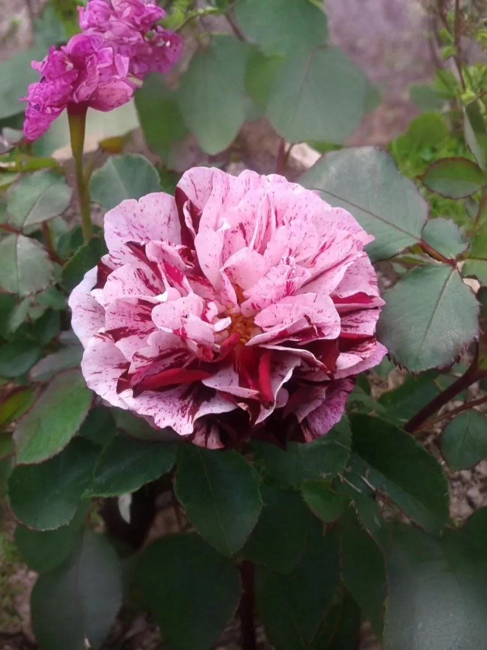 Роза флорибунда Нью Имэджин